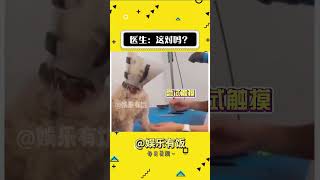 医生：你看看！这对吗？ #万万没想到 #娱乐评论大赏 #狗狗 #搞笑#shorts