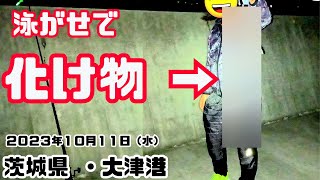 茨城県大津港・カワハギ、サビキ、泳がせ釣り【2023年１０月１１日】