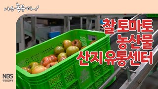 [나는농부다 241회] 찰 토마토 농산물 산지 유통센터 토마토 납품