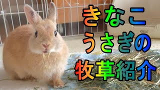 54話　うさぎのきなこの牧草紹介