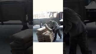 Workers Unload Cement By Carrying It