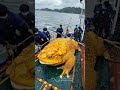 giant sea monsters caught by fishermen 🐙🎣 giantseacreatures fishingdiscoveries oceanmysteries