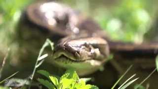 The Python Invasion Project: Ruben Ramirez