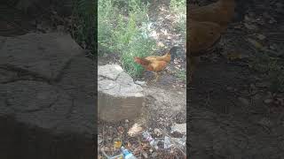 @ என்னடி சிரிக்கிற# #chicken #youtubeshorts #video #tamil #viral # கஸ்தூரி தமிழ் டிவி#