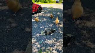 Hens mourning roosters random death ☠️