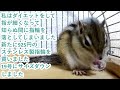 シマリス「ポン吉」とうとう無くした指輪！！ダイエットで指が細くなり21号ではゆるゆるでした！！今度は19号を買いました！！ステンレス製の925円です！！