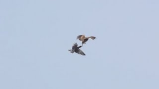 トンビとカラスの空中戦 / Aerial battle black kite vs crow