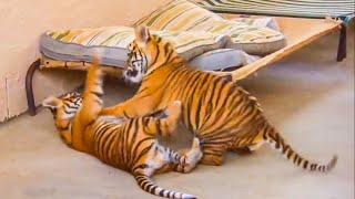 Twin Tiger Cubs Get Possessive Over Their Food! | Tigers About The House | BBC Earth Kids