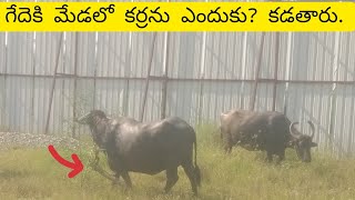 గేదె మేడలో కర్ర ఎందుకు? కడతారు / why is the stick in the Buffalo pile?