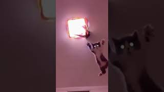 Aksi Kucing Terbang ini sangat fantastis 😱😷#viral #video #subscribe