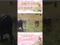 母愛不分物種，母牛媽媽為保護小牛，勇敢戰鬥獅群！ animals lion bison shorts