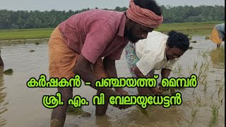 കർഷകൻ - പഞ്ചായത്ത്‌ മെമ്പർ ശ്രീ എം. വി വേലായുധേട്ടൻ #Panchayath Member #farmer#Perassanur