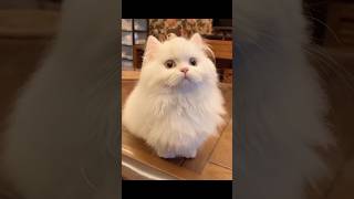 cute cat videos funny #shorts #cat #kitten #catvideos