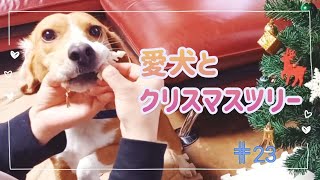 【クリスマスツリーの飾り付け】を邪魔するビーグル犬