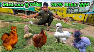 Mini zoo କୁ ଆସିଲା NEW Silkie କୁକୁଡା || MIX DOG କୁ କିଏ ନେଇଗଲା ?
