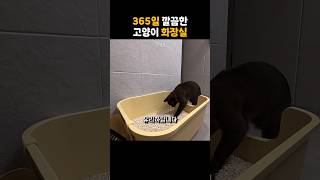 6년차 집사가 강력 추천하는 고양이 🐱 모래 비용 100만원치 써보고 깨달은 고양이도 좋아하는 모래 화장실 #고양이 #cat #고양이집사 #고양이모래 #고양이화장실