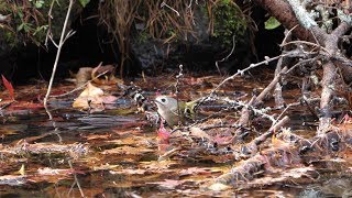 河口湖フィールドセンターのキクイタダキ（雌）の水浴び　その１４（4K60P動画）