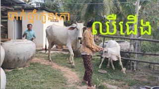 កូនគោឈឺជើង Ouk Vantha Cattle Treatment