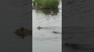 crocodile attacks lion !!!!!......تمساح يلتهم أسد