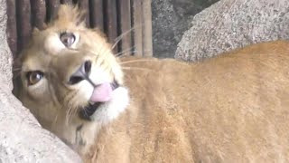 飼育員さんに気づき甘えに行くクレイ君（仔ライオン）とべ動物園