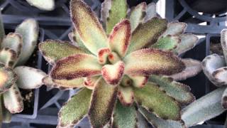 Kalanchoe tomentosa 'Chocolate Soldier' 多肉植物辨識 黑兔耳(巧克力兔耳)