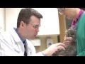 Special Species and Zoological Medicine at UW Veterinary Care (with Dr. Kurt Sladky)