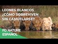 Leones Blancos, Ep. 2: Lucha por la supervivencia | Free Documentary Nature - Español