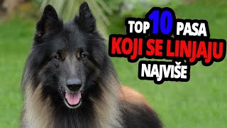 🐕 Psi Koji Se Najviše Linjaju - TOP 10 Pasmina Pasa Koje Se Najviše Linjaju!