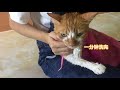 猫咪骂骂咧咧不肯洗澡，女主人把猫抱在怀里猫瞬间变乖了