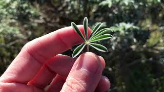 Lupinus albifrons - silver lupine - coastal scrub