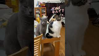 大事な話がある #音源  #shorts #ショート #cat #cats