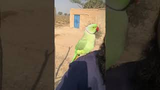 This Parrot’s Singing Skills Will Blow Your Mind