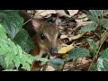 mousedeer eating fallen leaf. seldom see them eating green leaves.