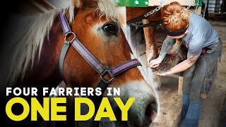 Four Farriers in One Day - Horse Shelter Heroes S3E14