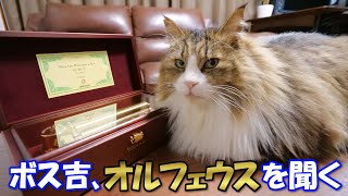 オルフェウス72弁オルゴールの優美なメロディーにうっとりした表情を浮かべる巨猫のボス吉