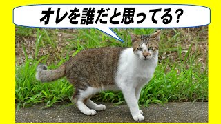 戦いに明け暮れる！地域猫喧嘩の記録２