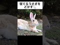 寝てるうさぎをどかす