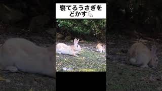 寝てるうさぎをどかす