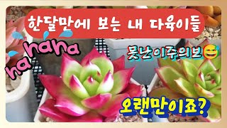 2월13일 오랜만에 뵙네요😁😅 #근황 #계단다육이 #입춘한파 #초보다육이 #succulents