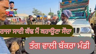 ਰਾਜੂ ਨੇ ਕਰਾਇਆ ਕਾਲੇ ਬੀਟਲ ਬੱਕਰੇ ਦਾ ਸੌਦਾ Raju dirba Tungwali bakra mandi Punjab  #goatfaming