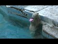 ホウちゃん🐻‍❄️おやつが来ない…🐻‍❄️天王寺動物園のホッキョクグマ polar bear