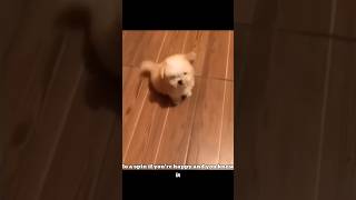 Puppy Spinning In Joy Will Make You Smile