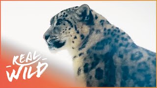 Tracking The Elusive Snow Leopard | Gyamo Mountain Queen | Real Wild