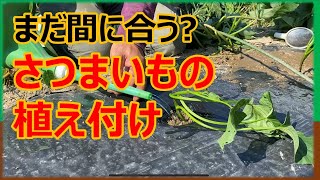 【7月上旬】【さつまいも栽培】さつまいも増殖計画！ツルを取って植え付けます