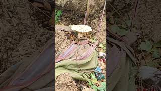 e type mushroom ni miru yeppudaina chusara ❓nenu ayithe first time chusthunna😱 big mushroom 🍄#viral