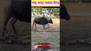 চিপিংডি 2নং চাইনিজ কাড়ার কান্ড!!দামোদর মাহাতো 2নং কাড়া#damudor_mahato_kara