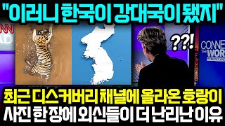 이러니 한국이 강대국이 됐지 최근 디스커버리 채널에 올라온 호랑이 사진 한 장에 외신들이 더 난리난 이유 I 해외반응 한류