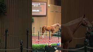 #keeneland Horse Auction Sales - first day record was $2,300 000 for Female Horse #kentucky #derby
