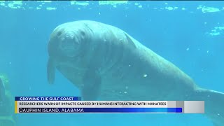 Growing The Gulf Coast Manatee Human Interaction