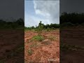 🥭ನಮ್ಮ ತೋಟದ ಒಂದು ನೋಟ ಈ ಮಳೆಗಾಲದಲ್ಲಿ 🌳